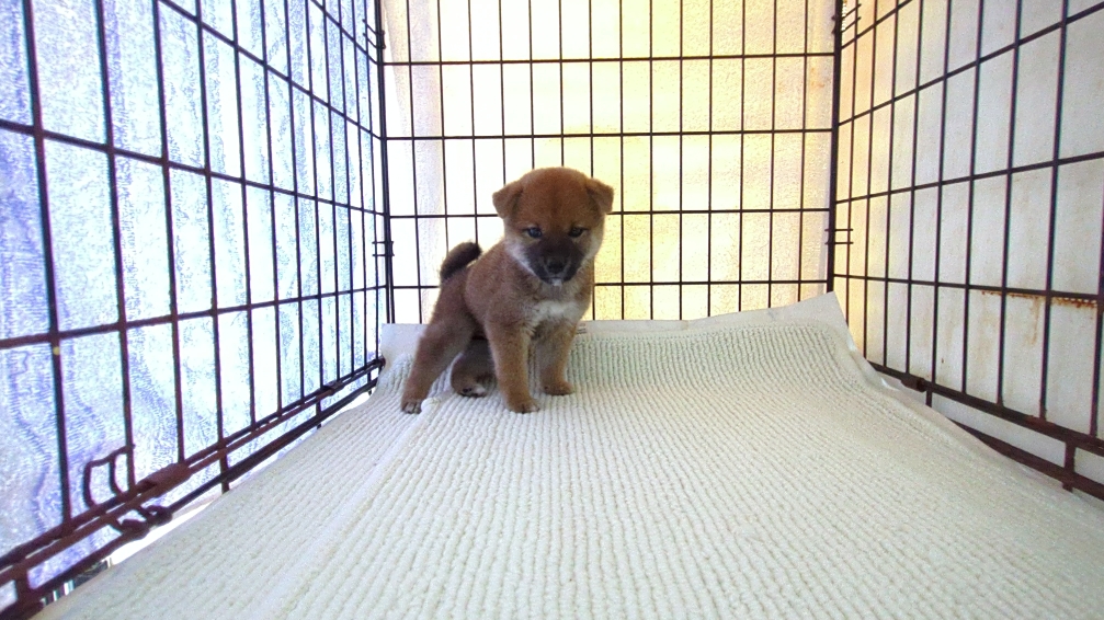 茨城県の柴犬(標準サイズ) (ペットショップスズキ/2025年6月28日生まれ/女の子/赤)の子犬