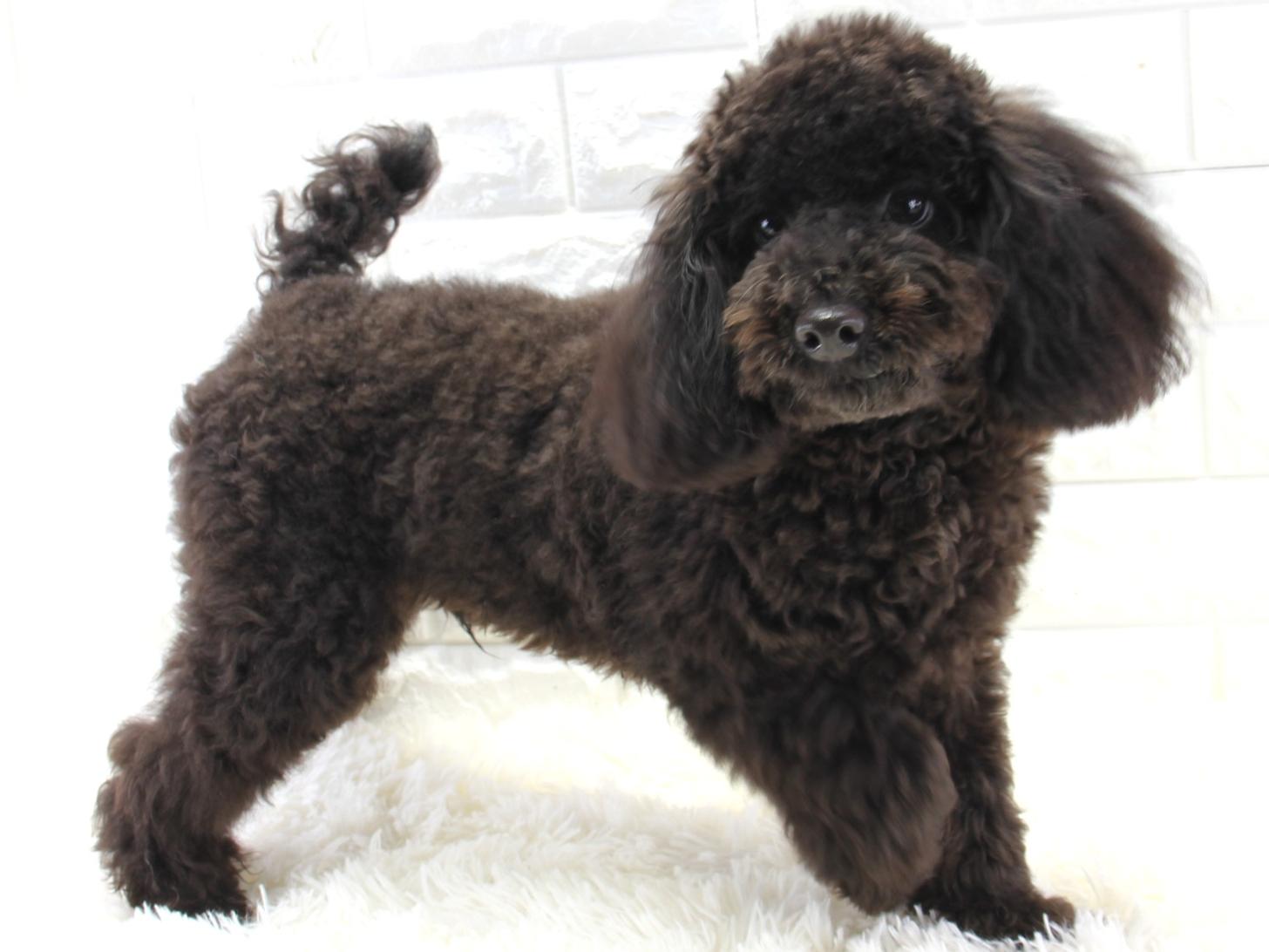 愛知県のトイプードル(トイ) (猫福家 名古屋南店/2025年6月8日生まれ/男の子/ブラック)の子犬の1枚目の画像