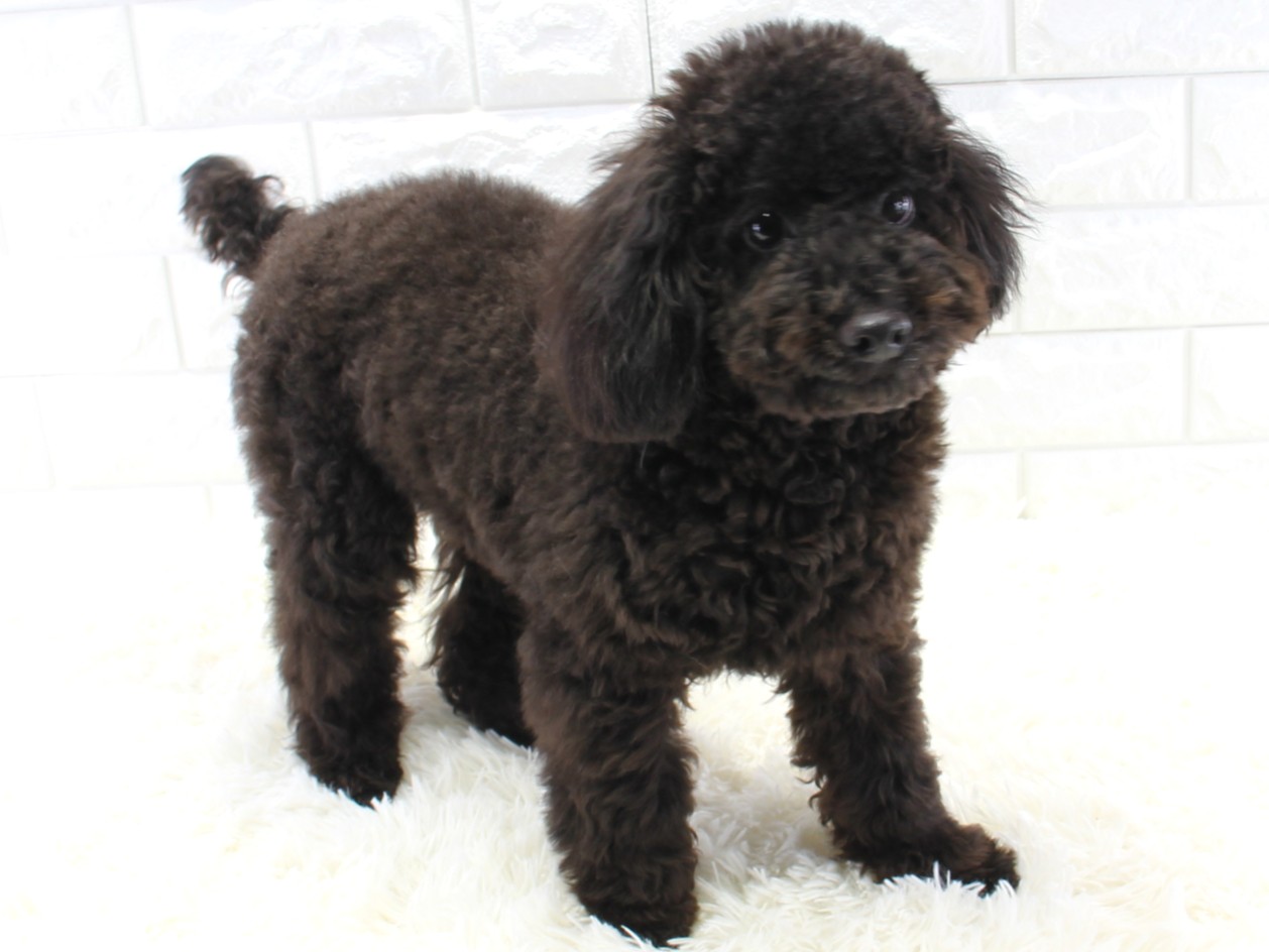 愛知県のトイプードル(トイ) (猫福家 名古屋南店/2025年6月8日生まれ/男の子/ブラック)の子犬の2枚目の画像