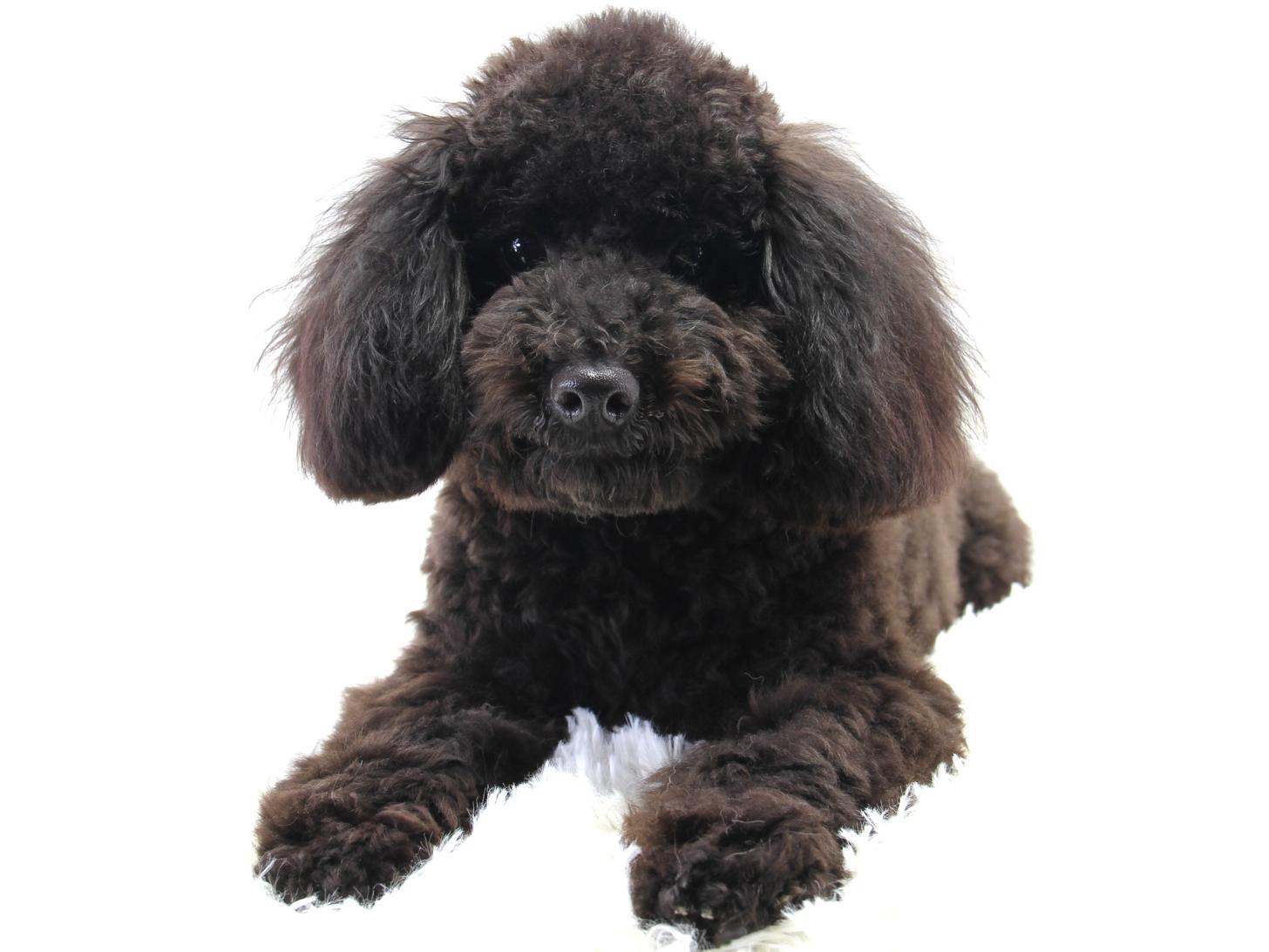 愛知県のトイプードル(トイ) (猫福家 名古屋南店/2025年6月8日生まれ/男の子/ブラック)の子犬の3枚目の画像