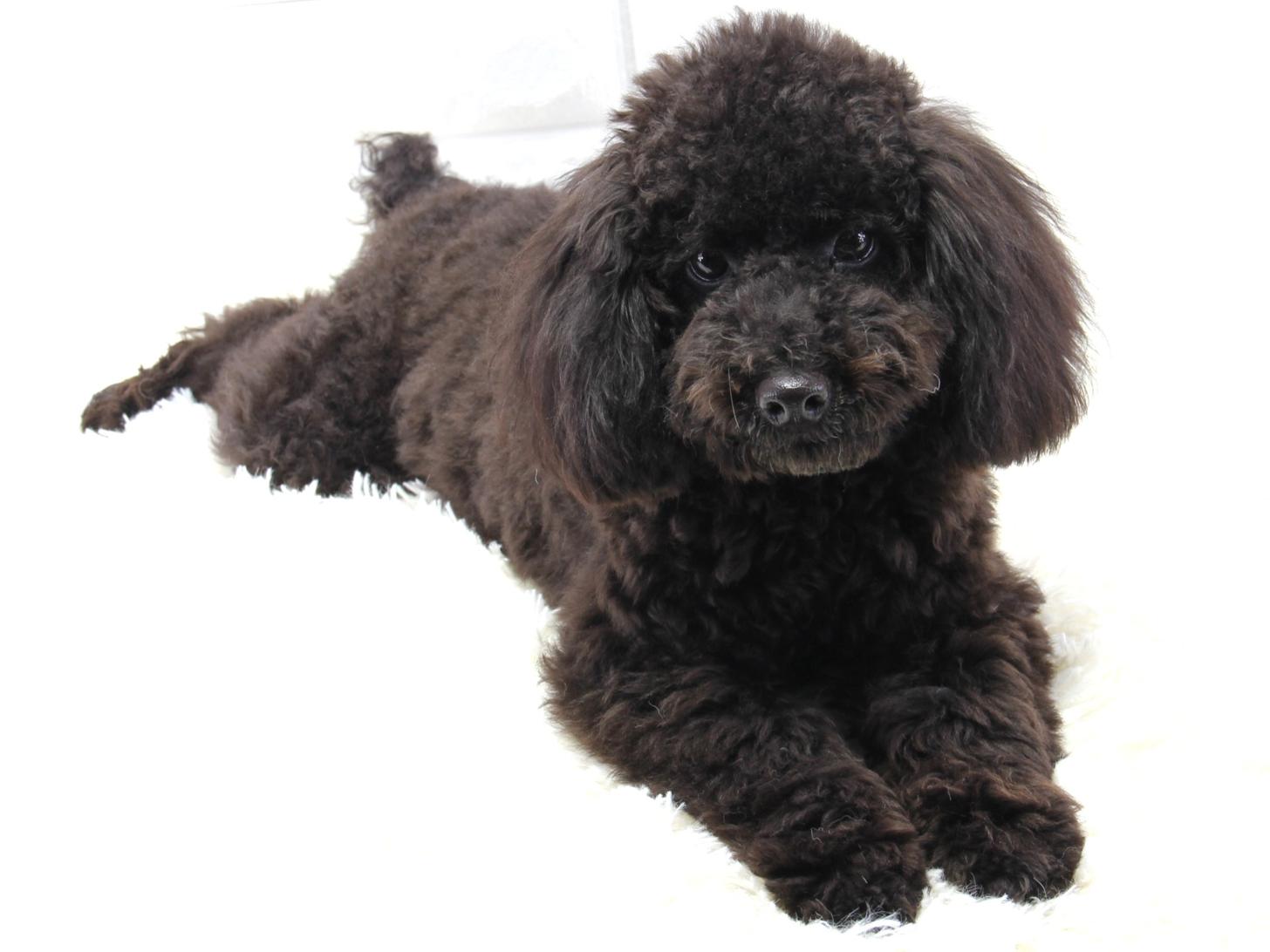 愛知県のトイプードル(トイ) (猫福家 名古屋南店/2025年6月8日生まれ/男の子/ブラック)の子犬の4枚目の画像