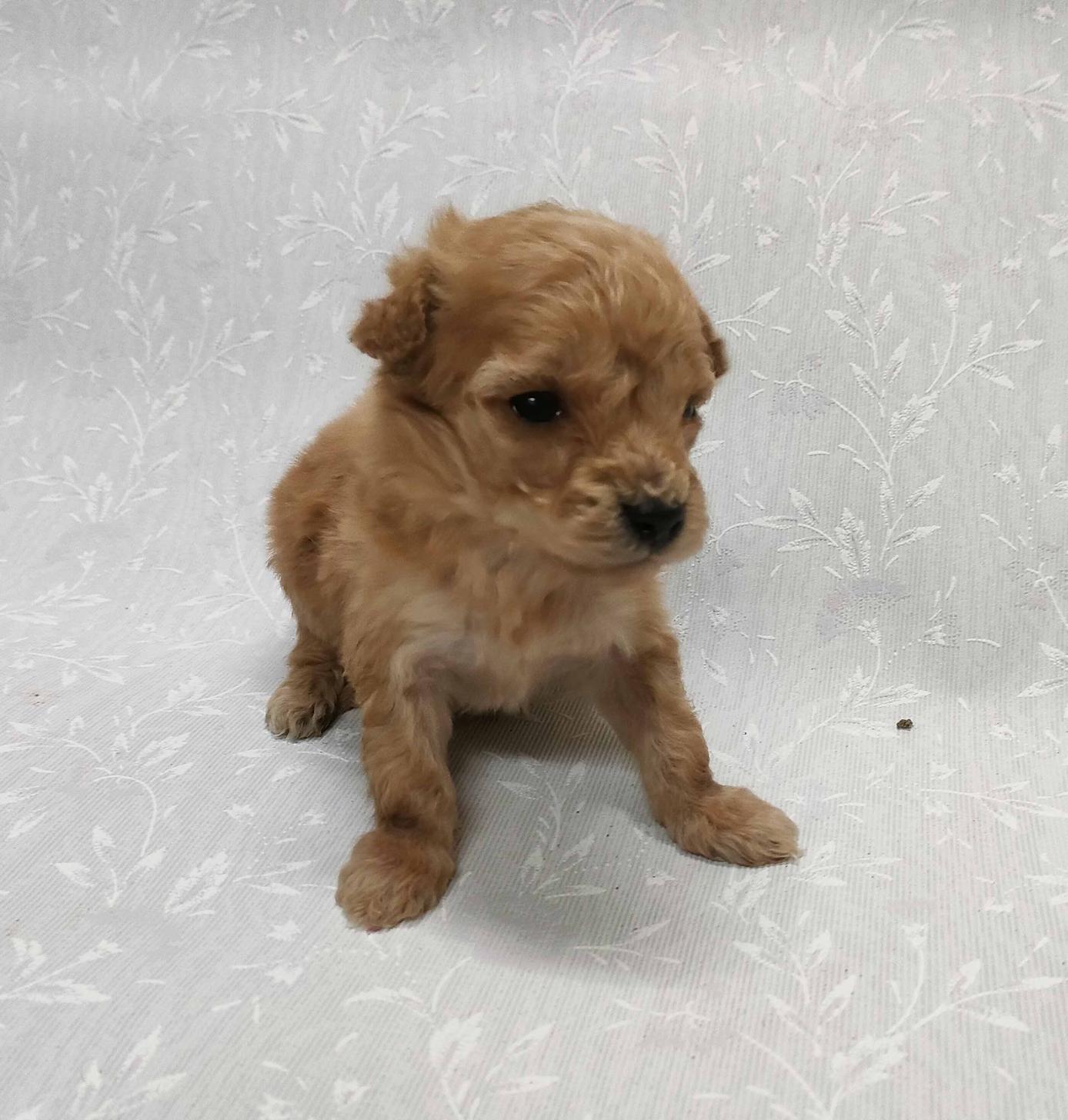 群馬県のマルプー(マルチーズ×プードル) (ペットハウステレサ/2026年1月23日生まれ/男の子/アプリコット)の子犬の2枚目の画像