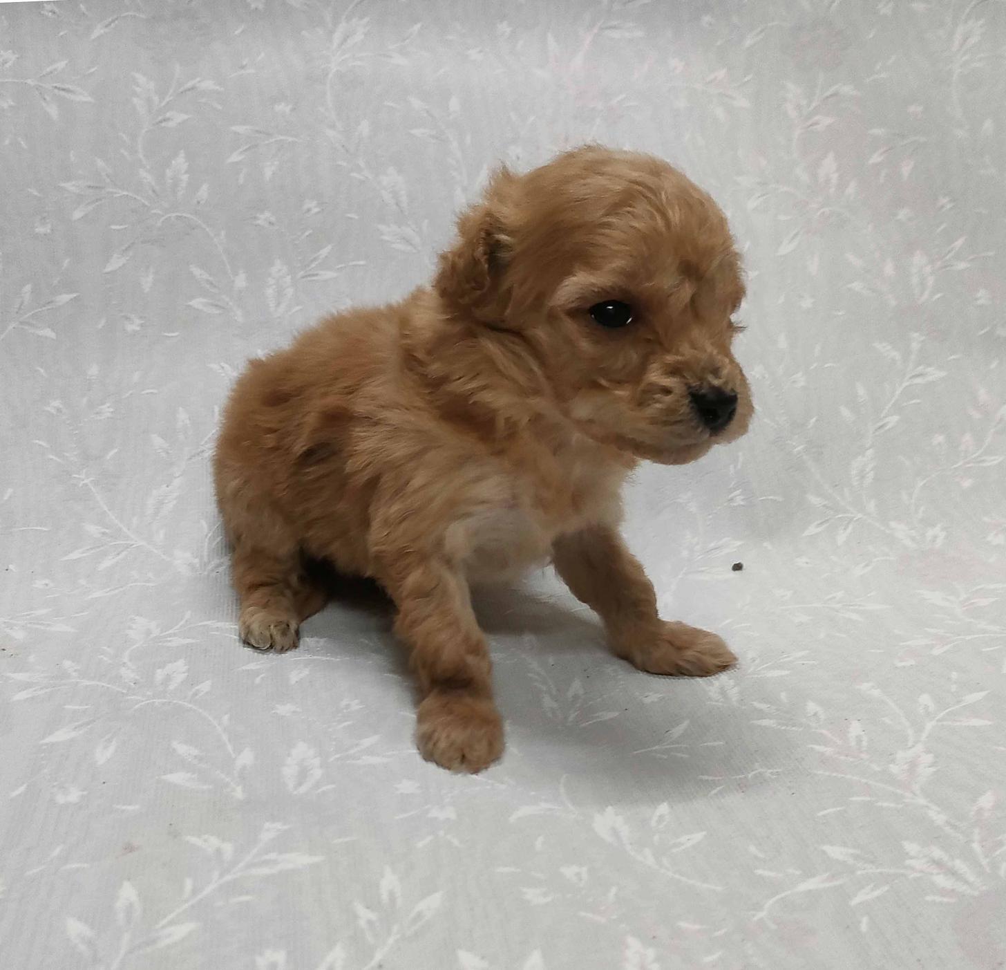 群馬県のマルプー(マルチーズ×プードル) (ペットハウステレサ/2026年1月23日生まれ/男の子/アプリコット)の子犬の3枚目の画像