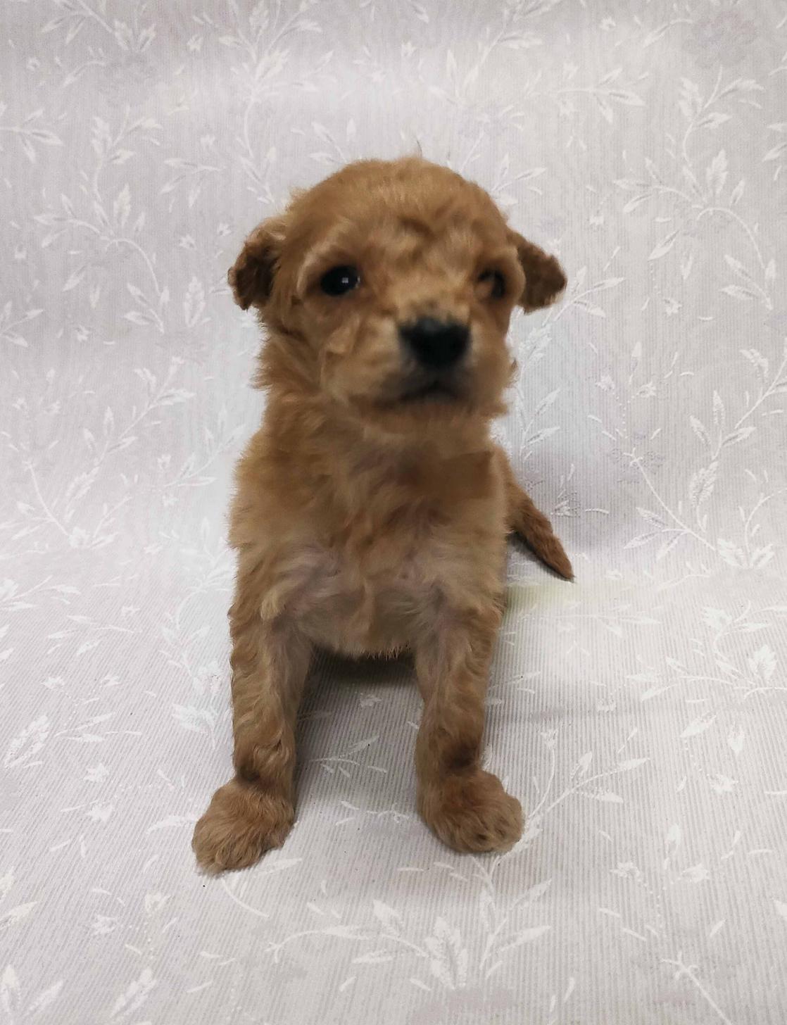 群馬県のマルプー(マルチーズ×プードル) (ペットハウステレサ/2026年1月23日生まれ/男の子/アプリコット)の子犬の4枚目の画像