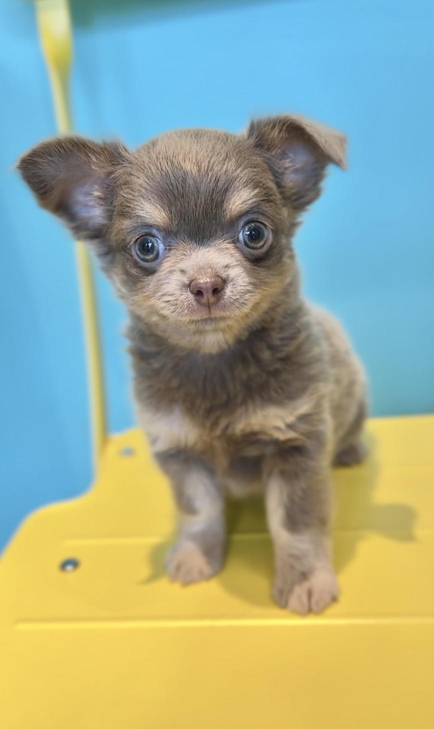 埼玉県のチワワ(ロング) (PET SHOP Tiny tales/2025年8月20日生まれ/男の子/イザベラタン)の子犬の1枚目の画像