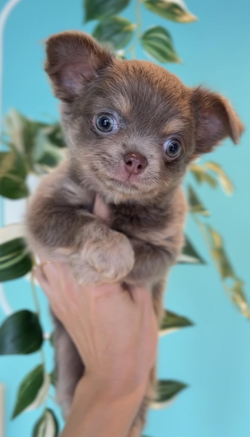 埼玉県のチワワ(ロング) (PET SHOP Tiny tales/2025年8月20日生まれ/男の子/イザベラタン)の子犬の2枚目の画像