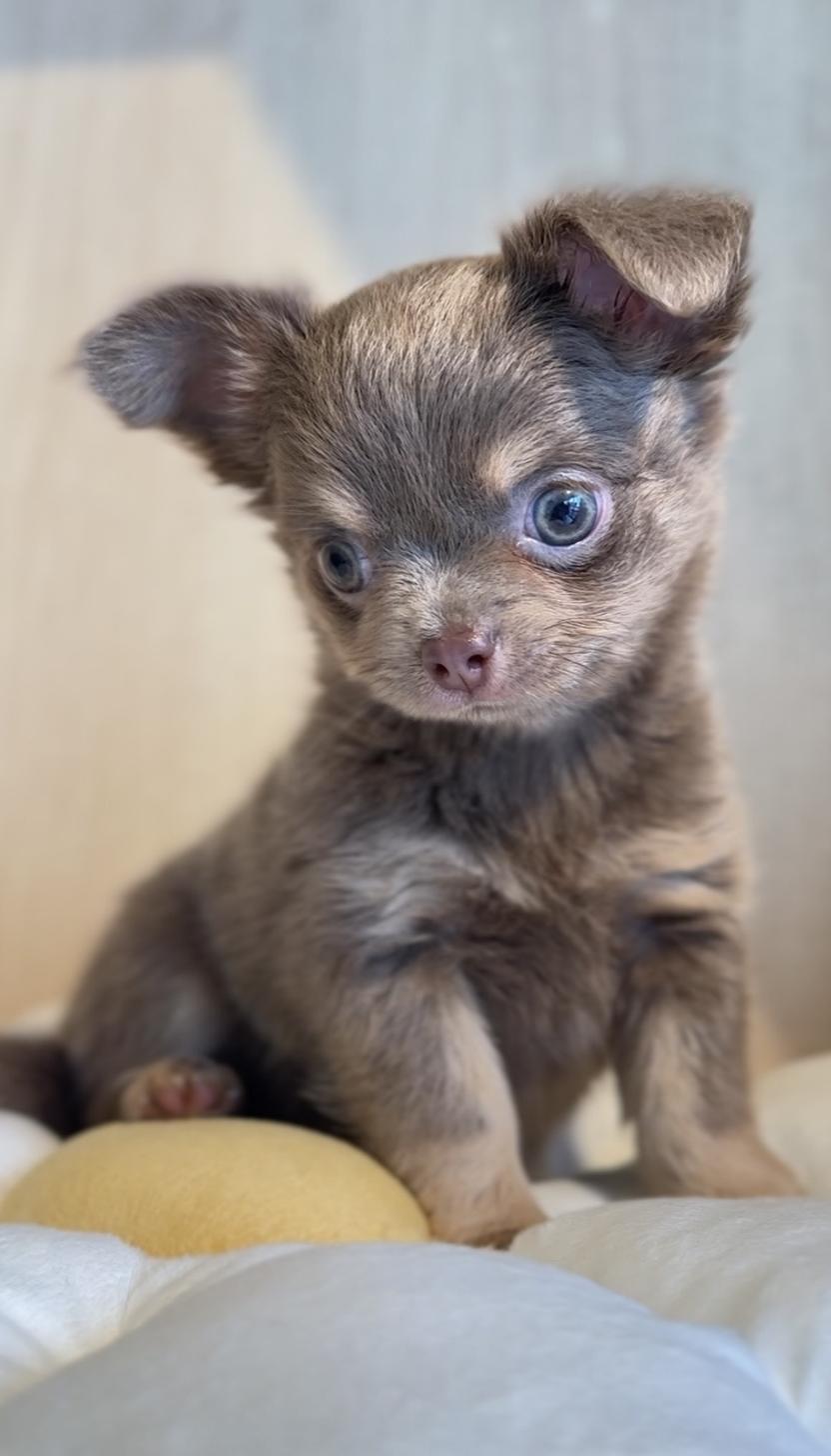 埼玉県のチワワ(ロング) (PET SHOP Tiny tales/2025年8月20日生まれ/男の子/イザベラタン)の子犬の3枚目の画像