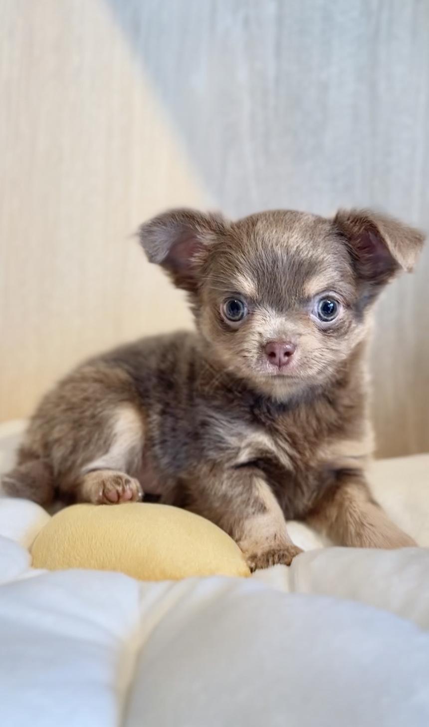 埼玉県のチワワ(ロング) (PET SHOP Tiny tales/2025年8月20日生まれ/男の子/イザベラタン)の子犬の4枚目の画像