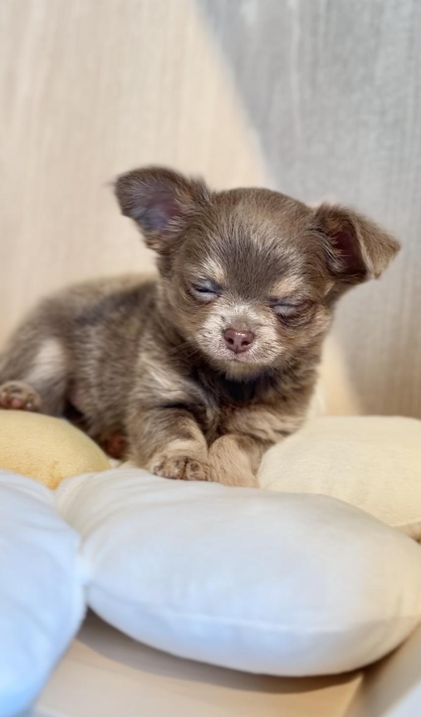 2025年8月20日生まれのチワワ(ロング)の5枚目の写真