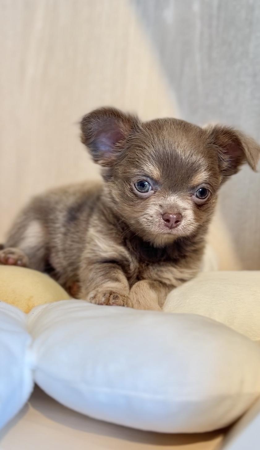 2025年8月20日生まれのチワワ(ロング)の6枚目の写真
