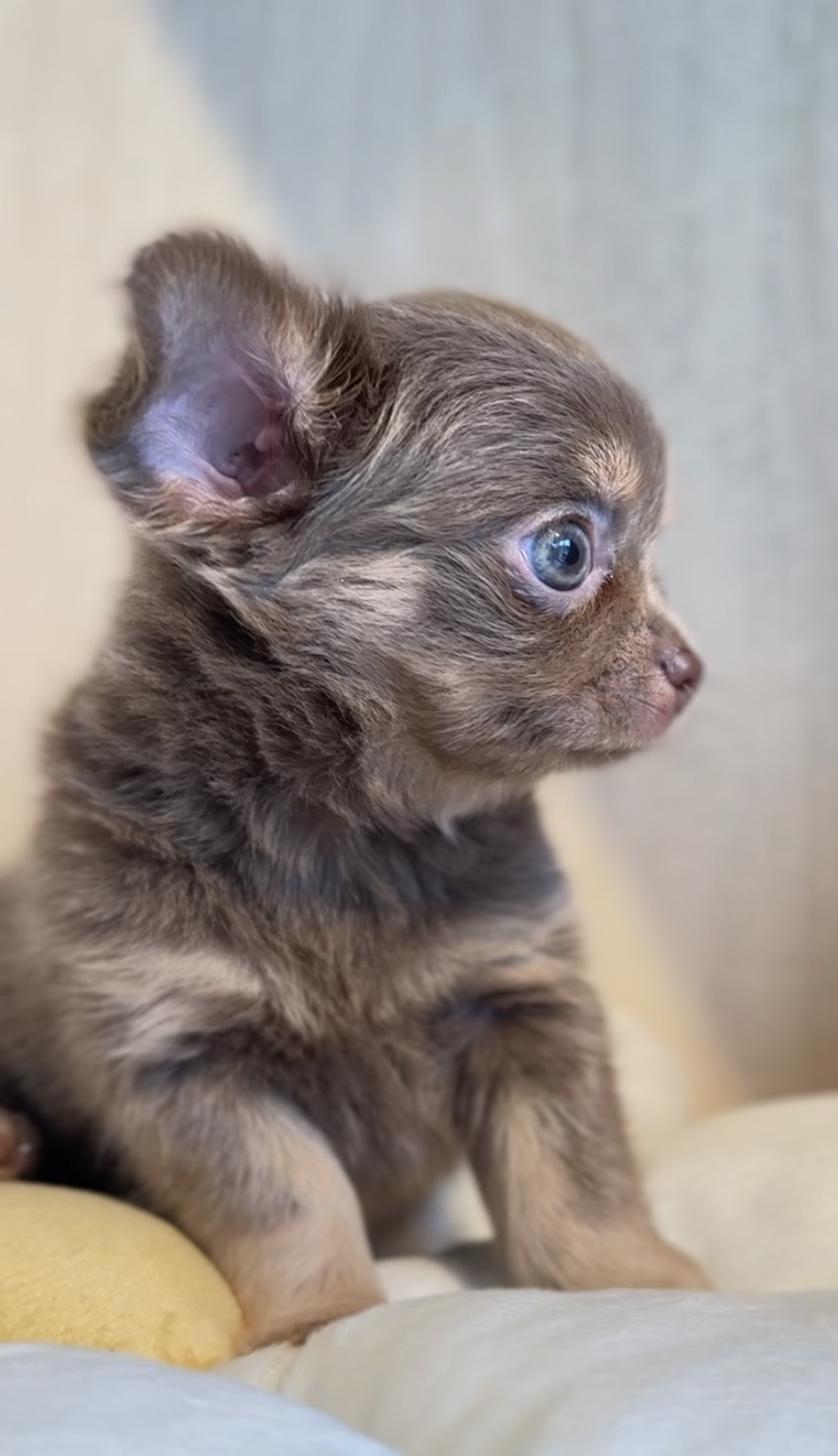 2025年8月20日生まれのチワワ(ロング)の7枚目の写真