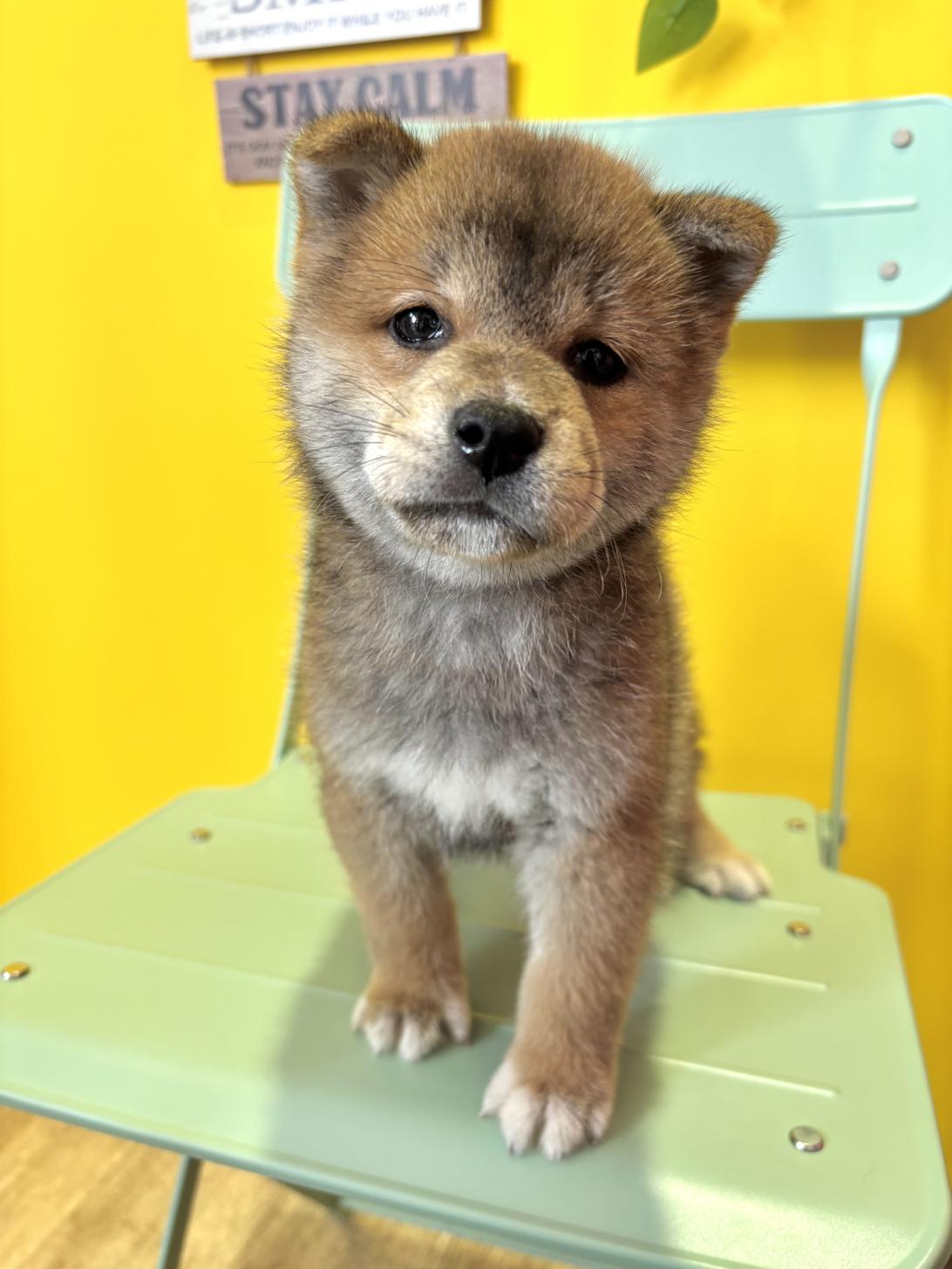 埼玉県の柴犬(標準サイズ) (ペッツスマイル南中野店/2026年4月25日生まれ/男の子/赤)の子犬の1枚目の画像