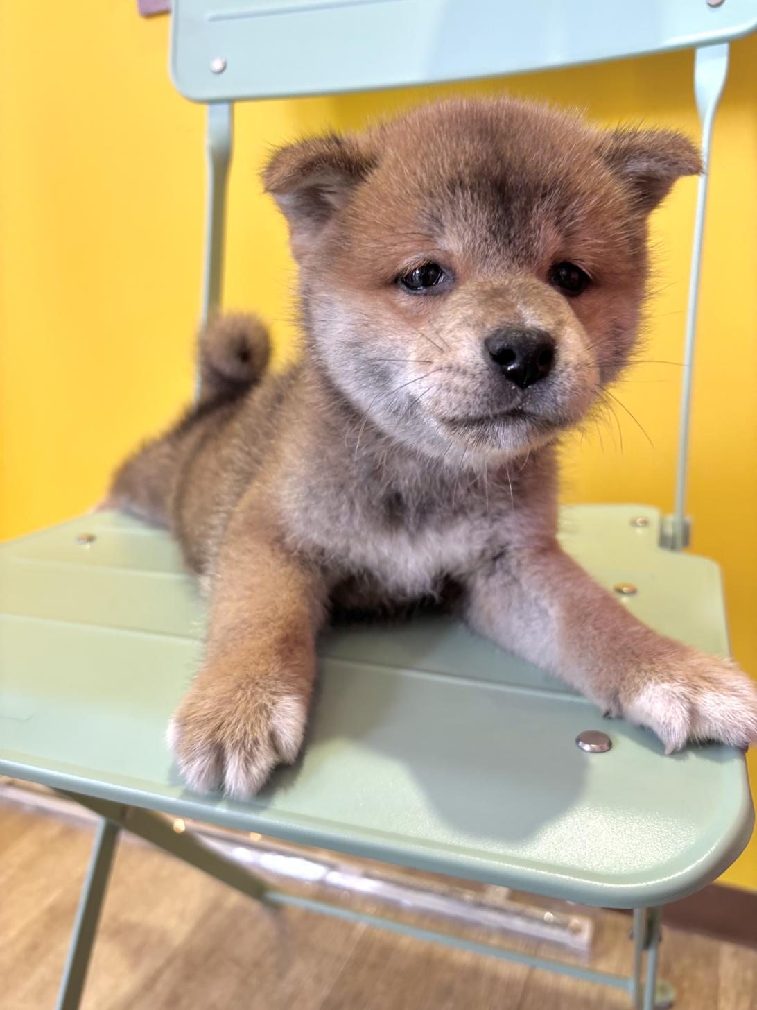 埼玉県の柴犬(標準サイズ) (ペッツスマイル南中野店/2026年4月25日生まれ/男の子/赤)の子犬の2枚目の画像