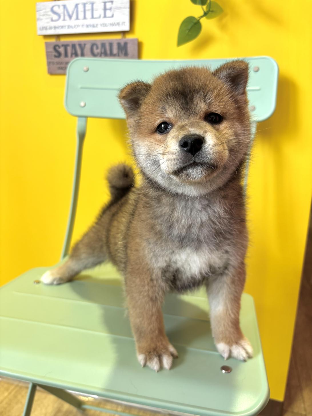 埼玉県の柴犬(標準サイズ) (ペッツスマイル南中野店/2026年4月25日生まれ/男の子/赤)の子犬の3枚目の画像