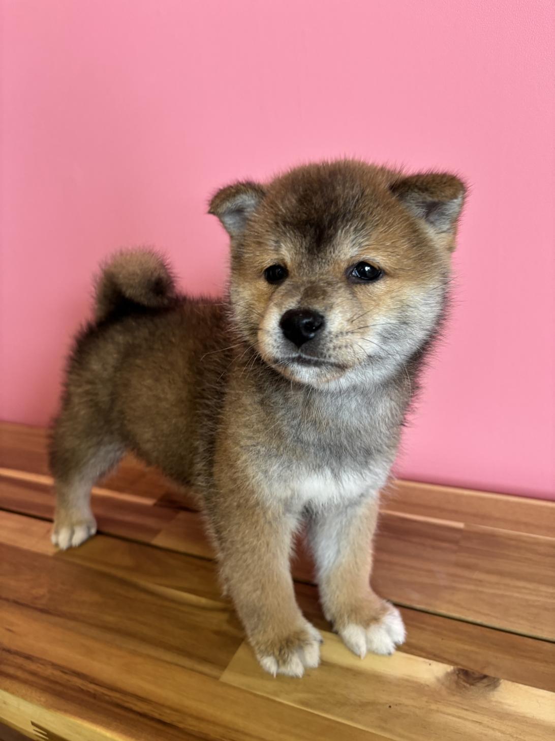 埼玉県の柴犬(標準サイズ) (ペッツスマイル南中野店/2026年4月25日生まれ/男の子/赤)の子犬の4枚目の画像