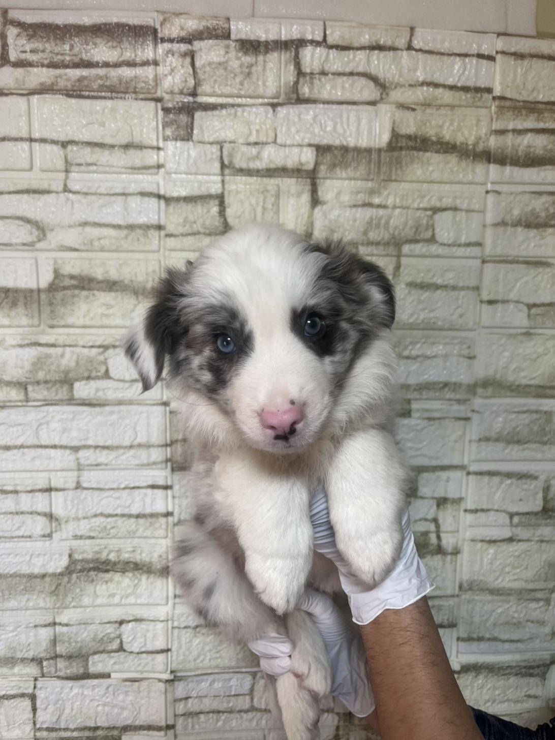 埼玉県のボーダーコリー (ペッツスマイル加須インター店/2025年12月6日生まれ/女の子/ブルーマール)の子犬の1枚目の画像