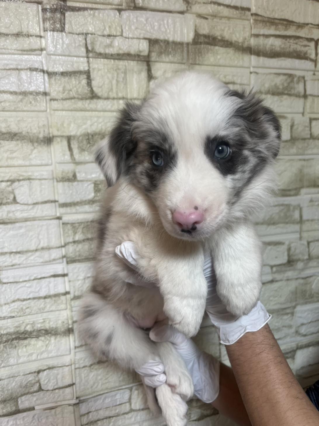 埼玉県のボーダーコリー (ペッツスマイル加須インター店/2025年12月6日生まれ/女の子/ブルーマール)の子犬の3枚目の画像