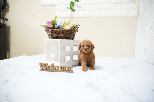 滋賀県のトイプードル(タイニー) (いっぷく湖南店/2025年12月17日生まれ/男の子/レッドフォーン)の子犬の1枚目の画像