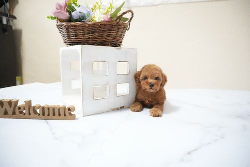 滋賀県のトイプードル(タイニー) (いっぷく湖南店/2025年12月17日生まれ/男の子/レッドフォーン)の子犬の2枚目の画像