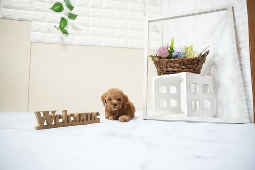 滋賀県のトイプードル(タイニー) (いっぷく湖南店/2025年12月17日生まれ/男の子/レッドフォーン)の子犬の3枚目の画像