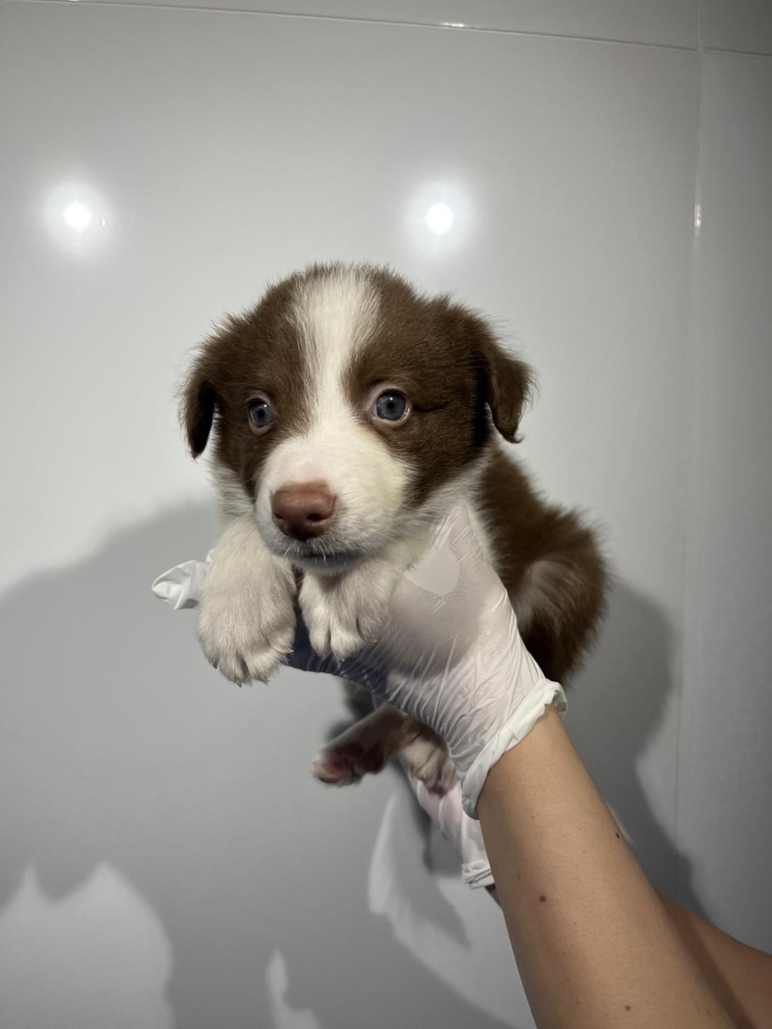 埼玉県のボーダーコリー (ペッツスマイル南中野店/2026年2月13日生まれ/男の子/チョコレートホワイト)の子犬の2枚目の画像