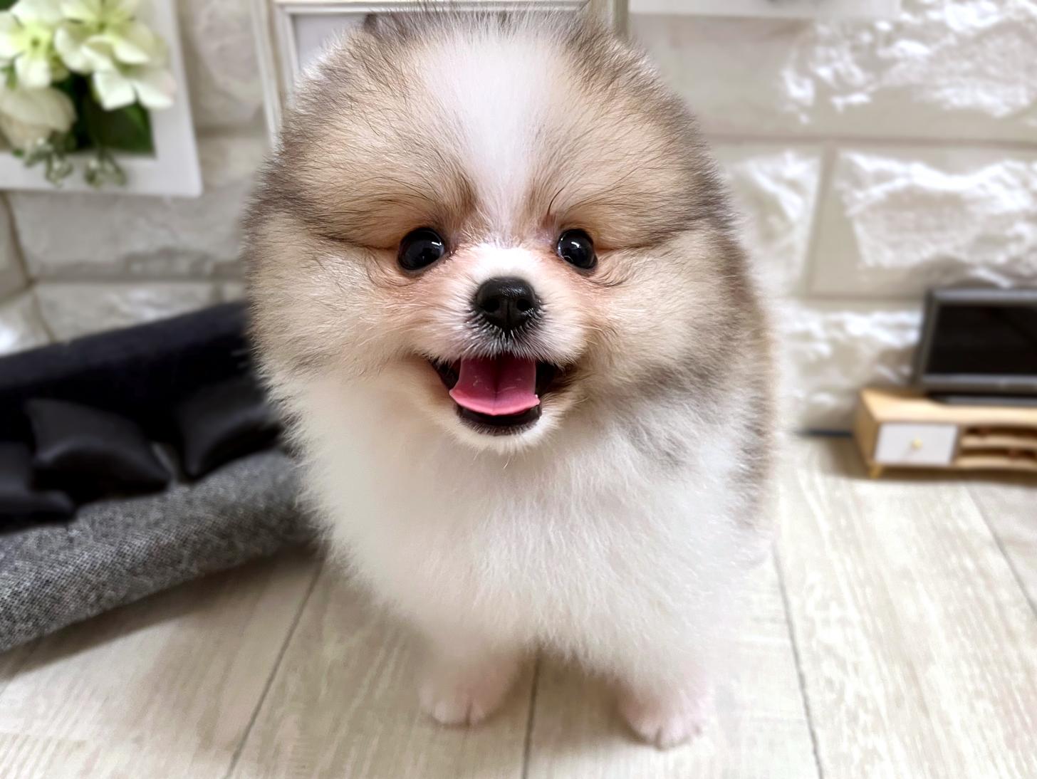 大阪府のポメラニアン (DOGMAN平野瓜破店/2026年4月25日生まれ/男の子/パーティーカラー)の子犬の1枚目の画像