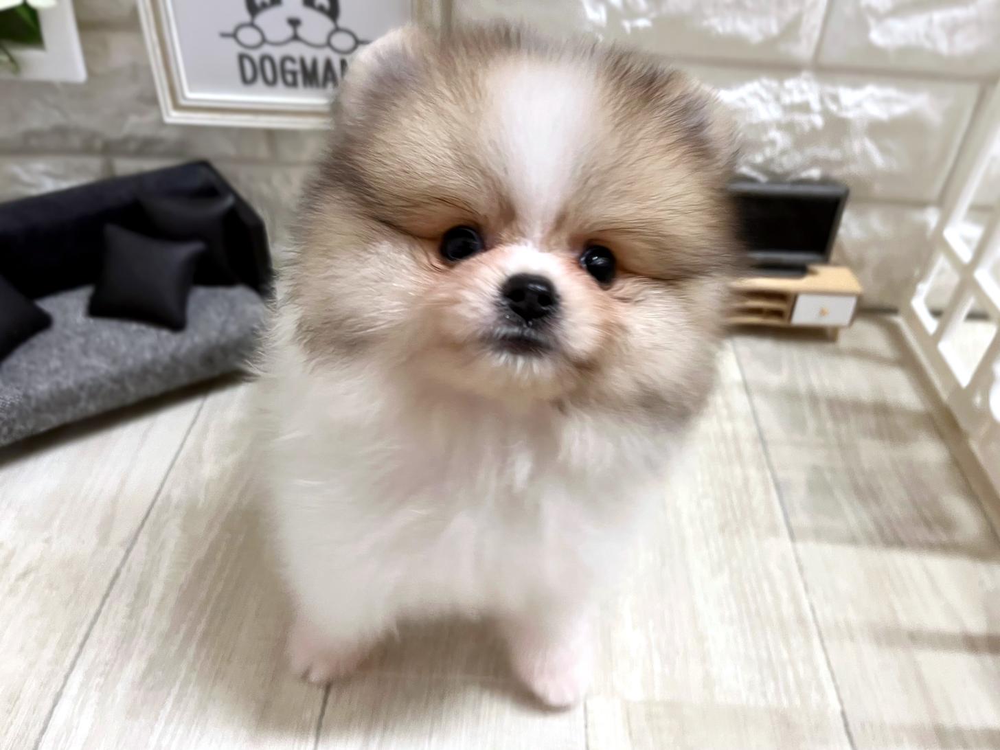 大阪府のポメラニアン (DOGMAN平野瓜破店/2026年4月25日生まれ/男の子/パーティーカラー)の子犬の2枚目の画像