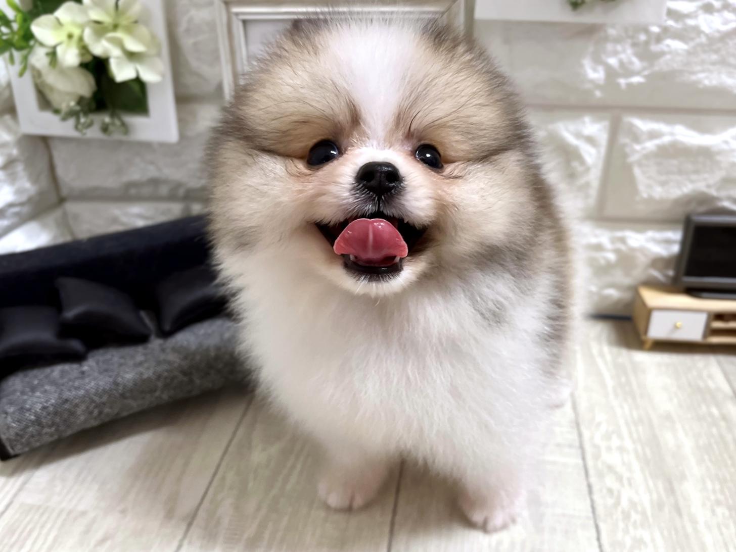大阪府のポメラニアン (DOGMAN平野瓜破店/2026年4月25日生まれ/男の子/パーティーカラー)の子犬の3枚目の画像
