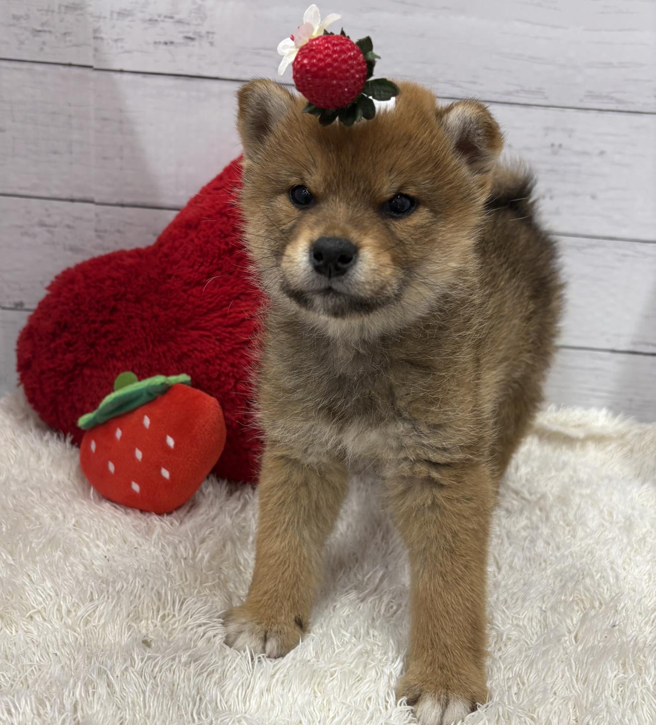 千葉県の柴犬(標準サイズ) (ペッツワン佐倉店/2026年1月28日生まれ/女の子/赤)の子犬の1枚目の画像