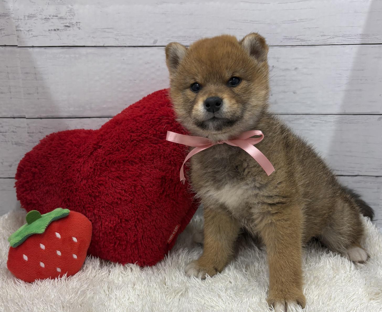 千葉県の柴犬(標準サイズ) (ペッツワン佐倉店/2026年1月28日生まれ/女の子/赤)の子犬の2枚目の画像