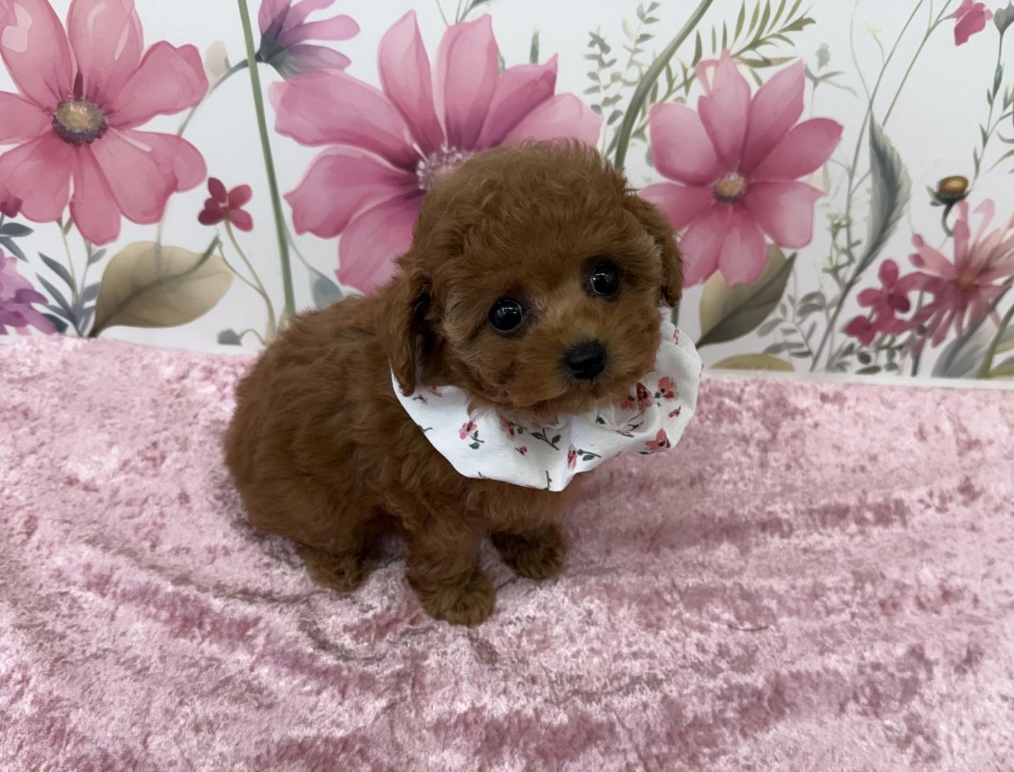 大阪府のトイプードル(ティーカップ) (ぱぴぷぺっと大阪店/2025年8月27日生まれ/女の子/レッド)の子犬の1枚目の画像