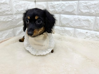 神奈川県のカニンヘンダックスフンド(ロング) (ペッツコンシェル鶴見元宮店/2026年6月22日生まれ/女の子/ブラックタン)の子犬の3枚目の画像