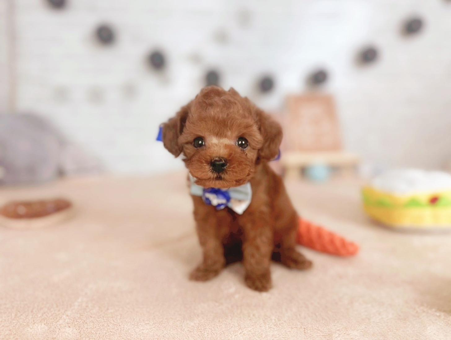 北海道のトイプードル(トイ) (ペットショップだんぼ/2025年5月30日生まれ/男の子/レッド)の子犬の1枚目の画像