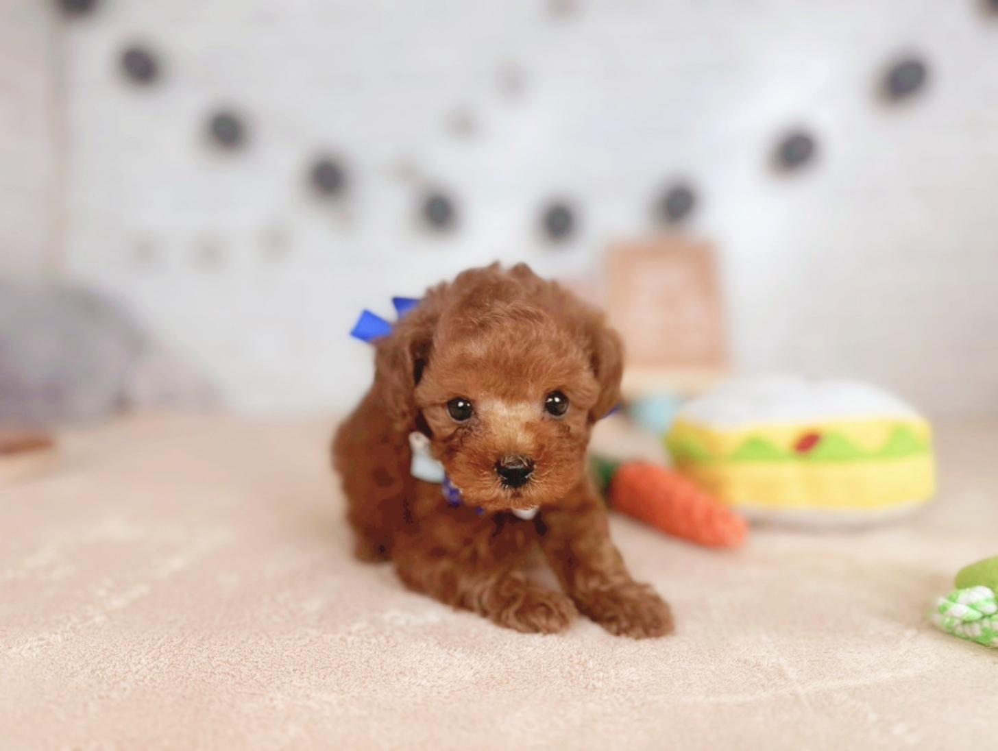 北海道のトイプードル(トイ) (ペットショップだんぼ/2025年5月30日生まれ/男の子/レッド)の子犬の2枚目の画像