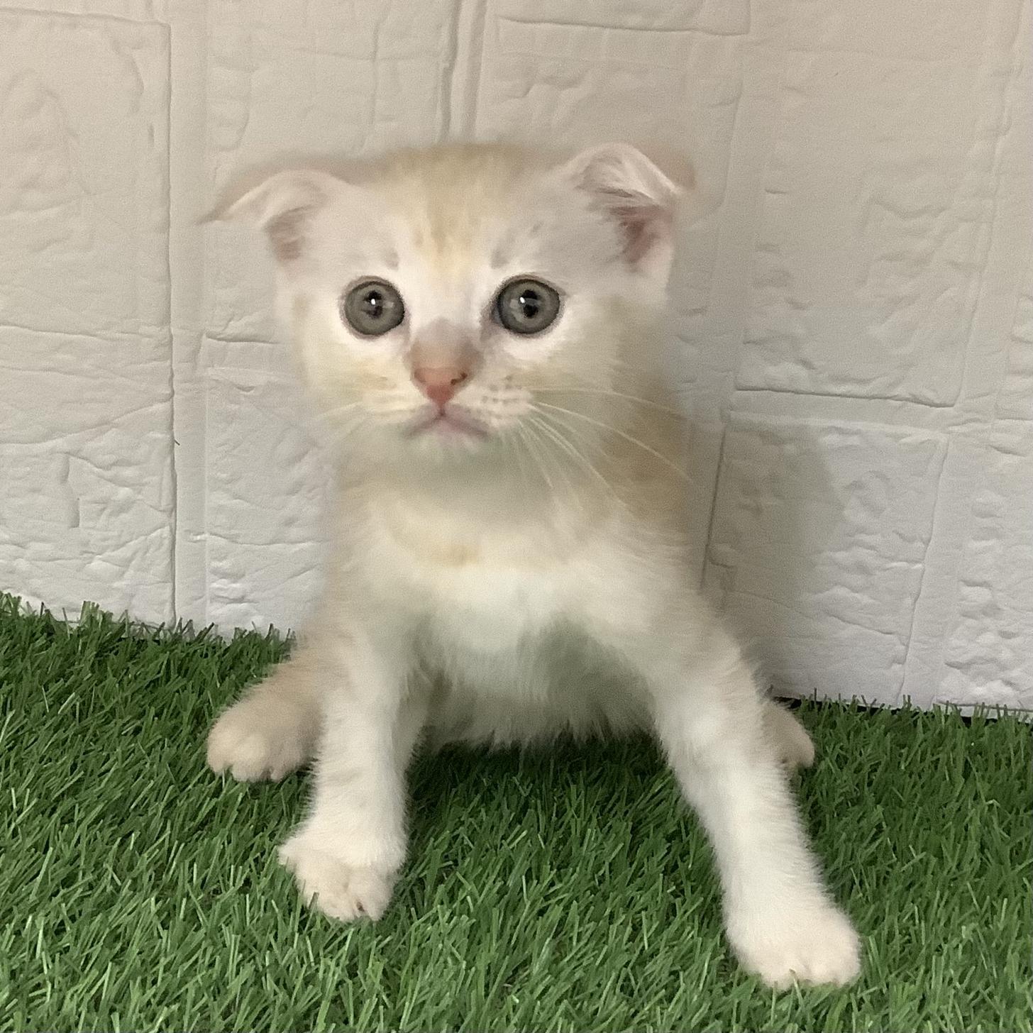 熊本県のスコティッシュフォールド (ニコペットセレクト ドッグズホーム八代店/2025年8月27日生まれ/男の子/クリームタビー)の子猫