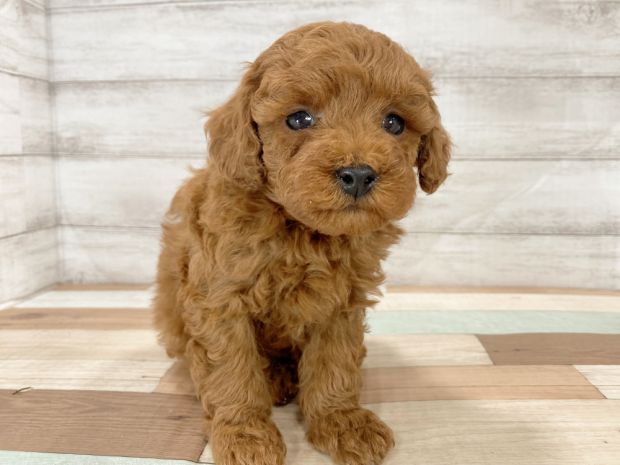 新潟県のトイプードル(トイ) (竹内ペット 新津本店/2025年12月20日生まれ/男の子/レッド)の子犬の1枚目の画像