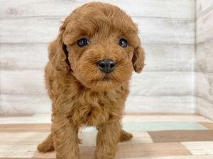 新潟県のトイプードル(トイ) (竹内ペット 新津本店/2025年12月20日生まれ/男の子/レッド)の子犬の2枚目の画像