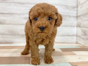 新潟県のトイプードル(トイ) (竹内ペット 新津本店/2025年12月20日生まれ/男の子/レッド)の子犬の3枚目の画像