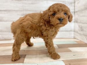 新潟県のトイプードル(トイ) (竹内ペット 新津本店/2025年12月20日生まれ/男の子/レッド)の子犬の4枚目の画像