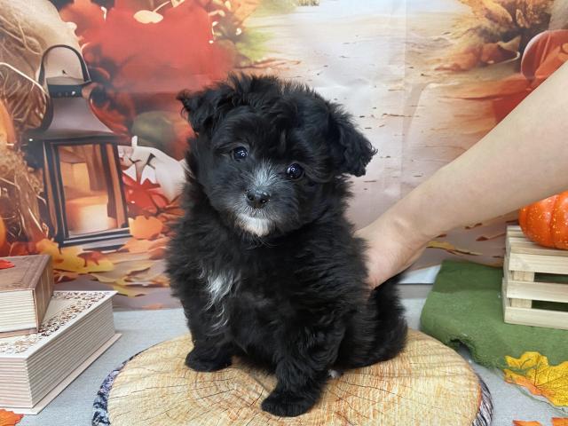 北海道のポメプー(ポメラニアン×プードル) (ラブワンコ カインズ大曲店/2025年8月27日生まれ/男の子/ブラックホワイト)の子犬の1枚目の画像