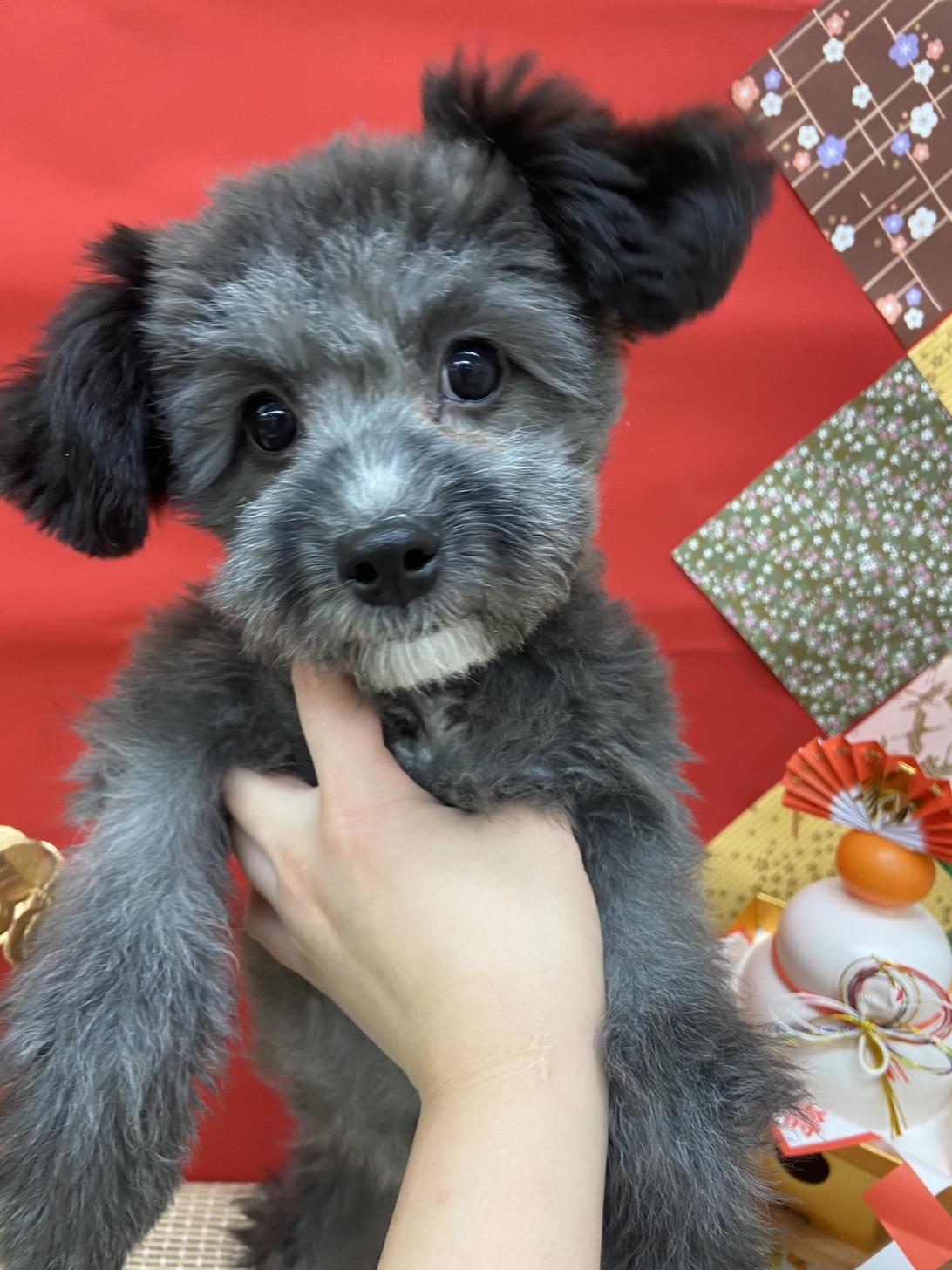 北海道のポメプー(ポメラニアン×プードル) (ラブワンコ カインズ大曲店/2025年8月27日生まれ/男の子/ブラックホワイト)の子犬の2枚目の画像