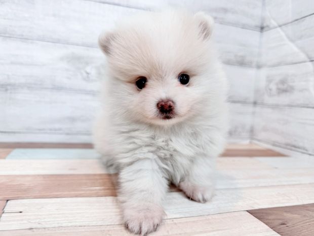 新潟県のポメラニアン (竹内ペット 新潟西店/2025年11月17日生まれ/男の子/クリーム)の子犬