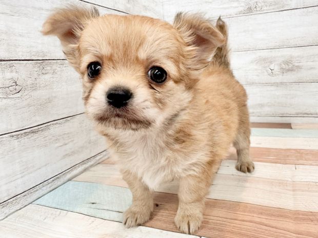 新潟県のチワワ(ロング) (竹内ペット 新潟西店/2026年1月8日生まれ/女の子/レッド)の子犬の1枚目の画像