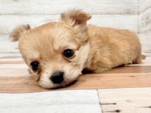 新潟県のチワワ(ロング) (竹内ペット 新潟西店/2026年1月8日生まれ/女の子/レッド)の子犬の2枚目の画像