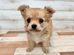 新潟県のチワワ(ロング) (竹内ペット 新潟西店/2026年1月8日生まれ/女の子/レッド)の子犬の3枚目の画像