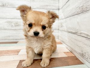 新潟県のチワワ(ロング) (竹内ペット 新潟西店/2026年1月8日生まれ/女の子/レッド)の子犬の4枚目の画像