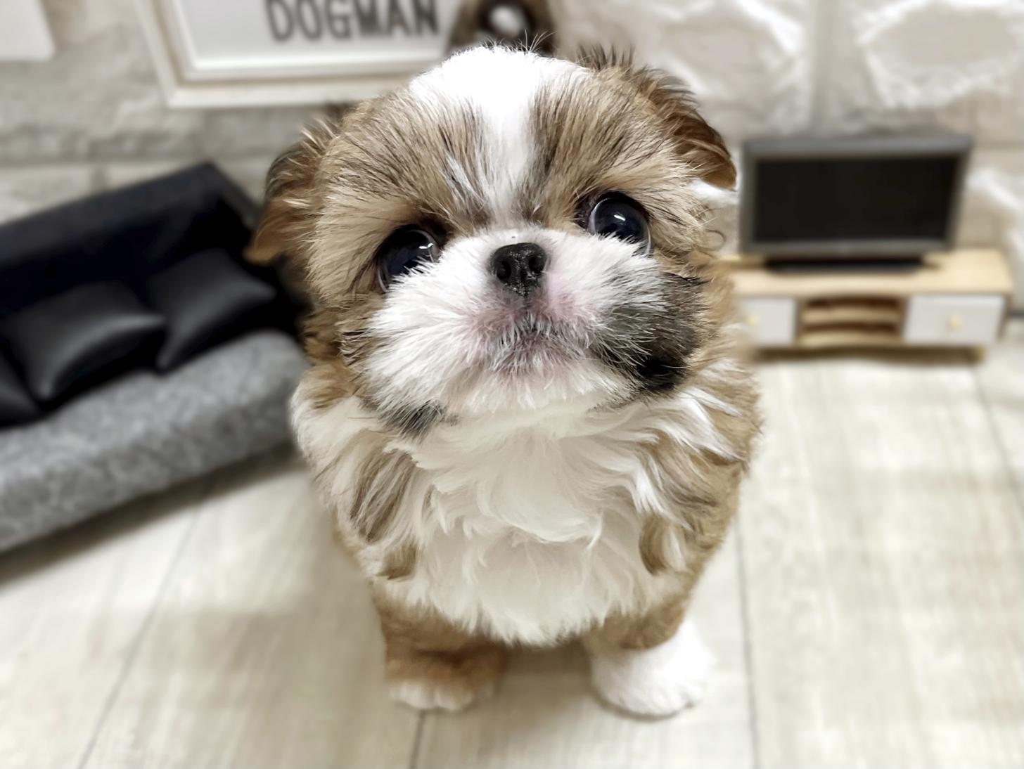 大阪府のチワズー/チワシーズ(チワワ×シーズー) (DOGMAN平野瓜破店/2025年12月12日生まれ/男の子/レッドホワイト)の子犬の1枚目の画像