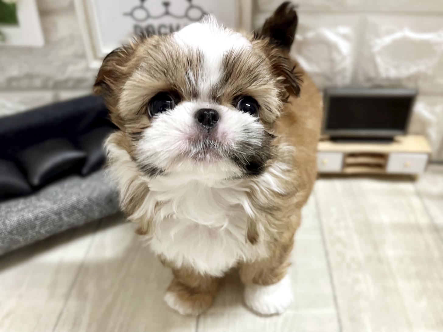 大阪府のチワズー/チワシーズ(チワワ×シーズー) (DOGMAN平野瓜破店/2025年12月12日生まれ/男の子/レッドホワイト)の子犬の2枚目の画像