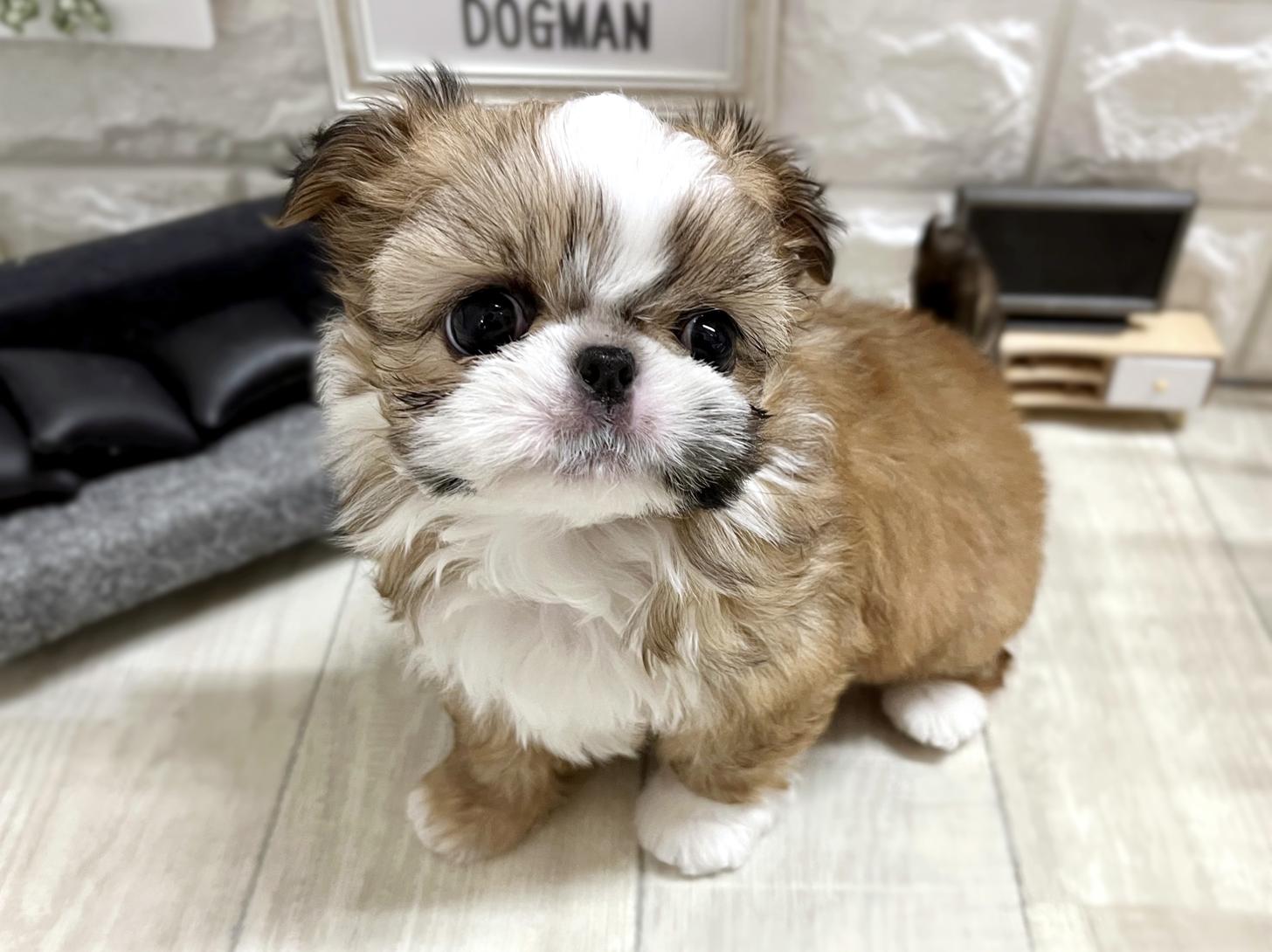 大阪府のチワズー/チワシーズ(チワワ×シーズー) (DOGMAN平野瓜破店/2025年12月12日生まれ/男の子/レッドホワイト)の子犬の3枚目の画像