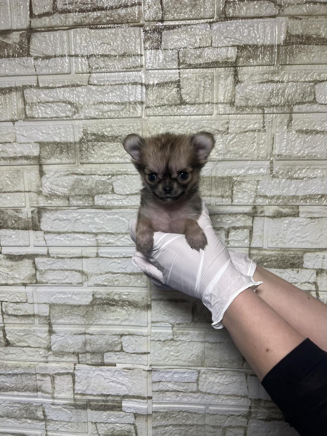 埼玉県のチワワ(ロング) (ペッツスマイル加須インター店/2026年1月8日生まれ/女の子/フォーン)の子犬の1枚目の画像